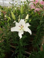 [5386 Signum 2N VZ No01.JPG]